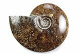 Polished Ammonite (Cleoniceras) Fossil - Madagascar #365041-1